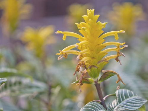 观叶类花卉的美丽之处