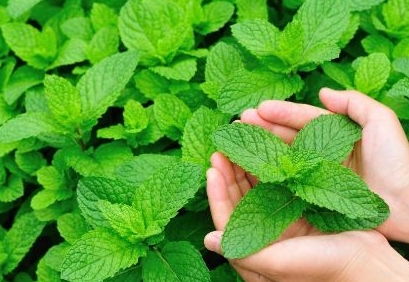 薄荷叶泡水的比例是咋样算滴？