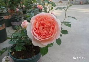 月季中的女神：莫妮卡贝鲁奇月季