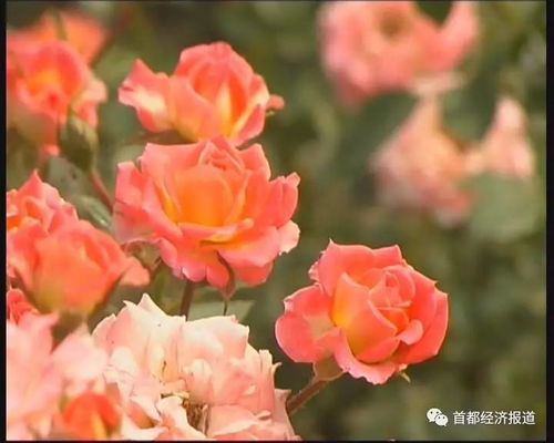 楚雄月季的美丽与用途