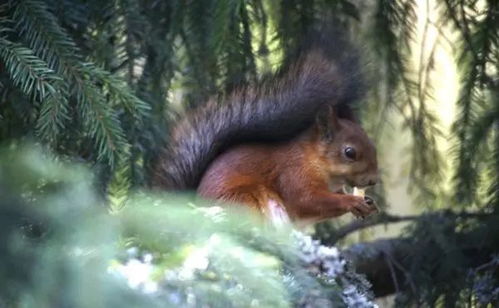 松树：永恒的守卫者，秋天真的不落叶吗？