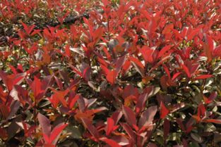 红叶石楠：它的高度Neng有多少呢？