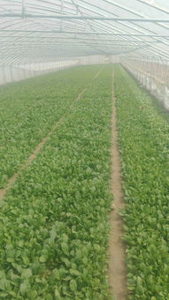 暖季型草种的特点