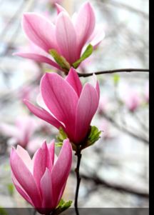 揭秘：玉兰树的落叶与开花周期，何时迎来最佳畜牧时机？