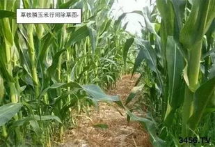 五、草铵膦：高效除草剂，香蕉树的守护神