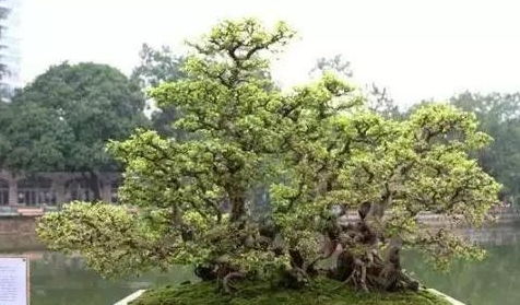 修剪后别忘了养护