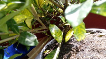 栀子花发黄是缺铁还是缺水？