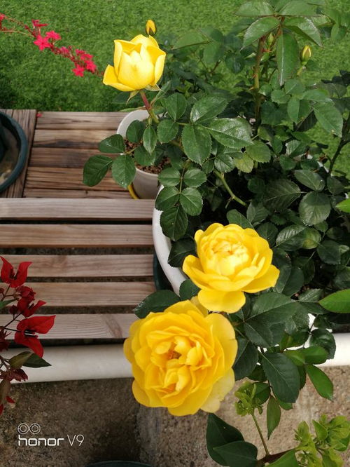 火星王阳台月季种植初探