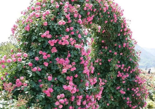 藤本月季的选择， 大游行的魅力无法抵挡