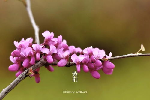 紫荆树种子剥开，核心基因藏何处