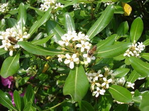 海桐扦插繁殖的黄金时间揭秘