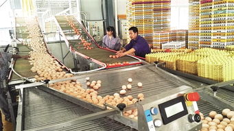 饲料添加剂工业是如何影响我们餐桌上的肉蛋奶品质和安全的？