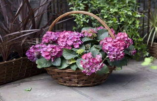 超级矮牛：耐热又好kan