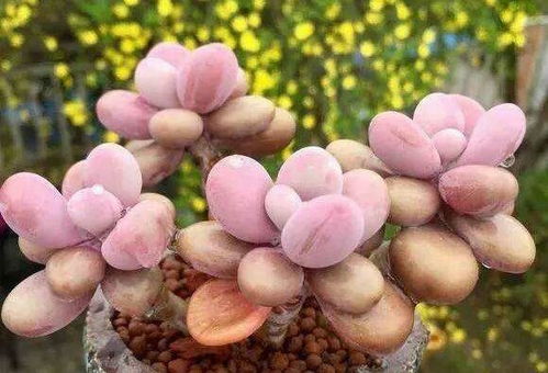 “如何给多肉植物适量补水？”