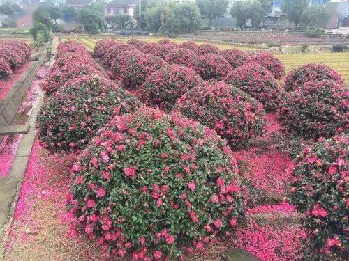 常见的球类苗木有哪些？