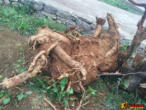 第二步：清理土壤和残渣