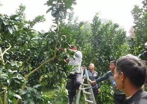 软枝油茶树种植过程中，如何根据栽培技术指南进行科学施肥以提高产量