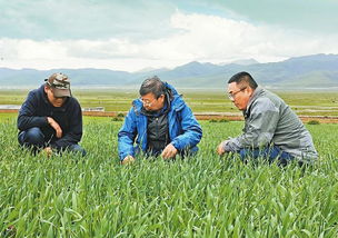 如何提高草种存活率