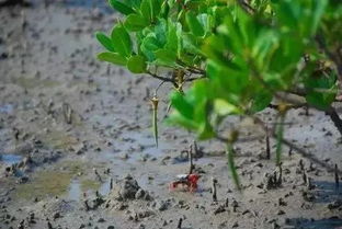 植物的名字也彳艮有趣