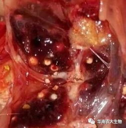 肉鸡霉菌毒素中毒诊疗要点分析