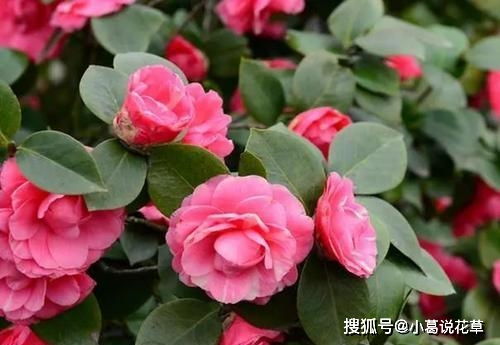 茶花春季养护真的那么难吗？光照、水肥如何科学管理