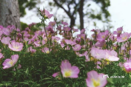 月见草花语：神秘绽放
