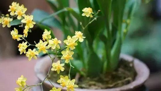 一朵含笑花究竟蕴含着怎样的美好寓意