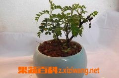 清香木室内养殖方法，如何保持其清新香气