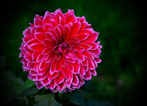 如何使大丽花矮化？效果可持续多久