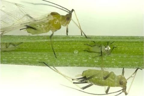 防治高粱麦长管蚜，高粱的守护者