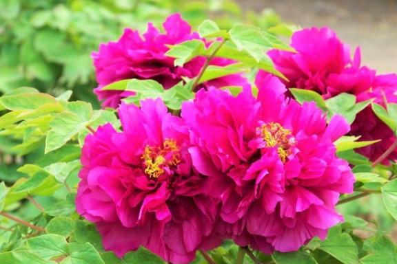 菊花：高洁和清高