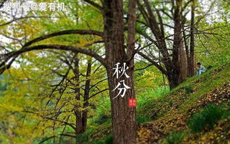 平整土地，改良土壤，种植草皮