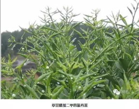 云南烟农的混配增效方案