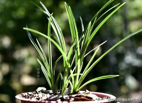防范兰花烂根的小技巧