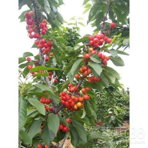 樱桃树：昆明樱桃，小巧玲珑