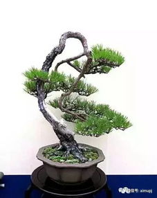 造型黑松，修剪是关键！