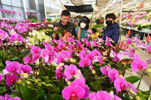 排名靠前的花卉企业