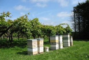 新西兰的花园里的花种