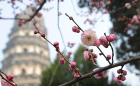 “梅花寒雪中绽放，春意盎然