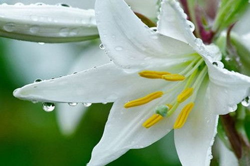 黄百合花语：纯洁与高贵