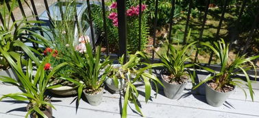 初春花卉养护指南：如何正确施肥