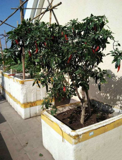 苹果辣椒花冬天怎么养？如何保证其顺利过冬