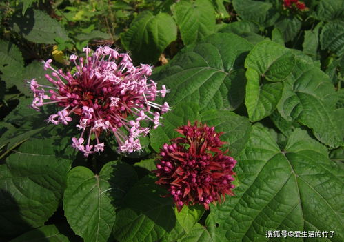 花叶边发黑，是植物在默默吸收养分吗