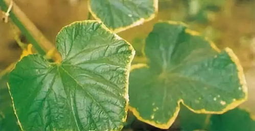 植物叶子为什么会蔫？水分流失导致细胞失水