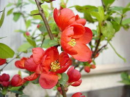 防治方法一：喷洒神奇药剂，蚜虫退散！