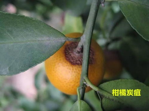 柑橘炭疽病：病原菌引起的柑橘树病害