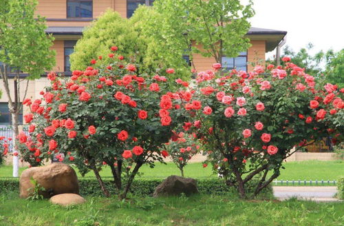 波旁大道月季：那些花色斑斓的故事