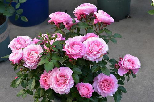 适应力强， 生命力旺盛