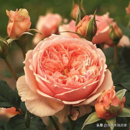 第五款：风月月季