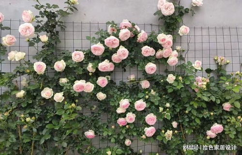 打造粉龙月季花墙，需掌握月季种植、修剪、施肥等基本技巧